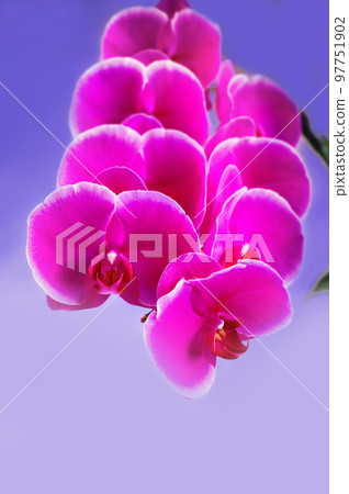 Beautiful Pink phalaenopsis Orchid Flower around white background. freely space Beautiful Pink phalaenopsis Orchid Flower around white background. freely space 97751902