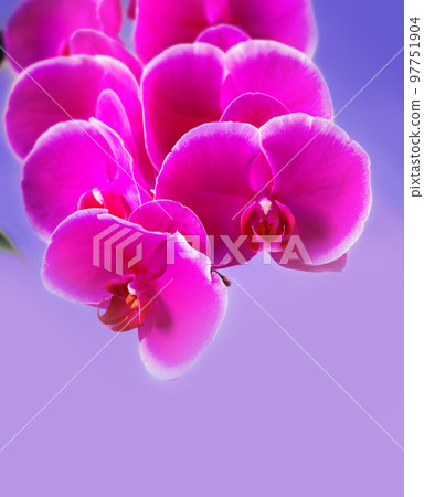 Beautiful Pink phalaenopsis Orchid Flower around white background. freely space Beautiful Pink phalaenopsis Orchid Flower around white background. freely space 97751904