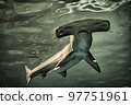 Hammer head 97751961