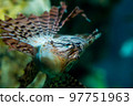 Lionfish 97751963