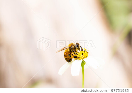 蜜蜂和鮮花 97751985