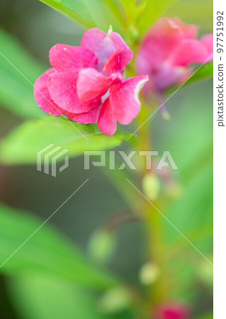 Garden Balsam Flower (Tinsagnu Flower) 97751992