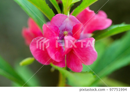 Garden Balsam Flower (Tinsagnu Flower) 97751994