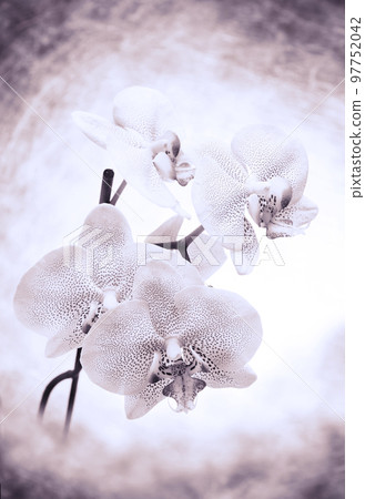 Beautiful White- Pink speckled phalaenopsis Orchid Flower. close up Beautiful White- Pink speckled phalaenopsis Orchid Flower. close up 97752042