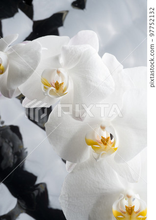 White orchid flowers agaist glamure black background. close up shot White orchid flowers agaist glamure black background. close up shot 97752132