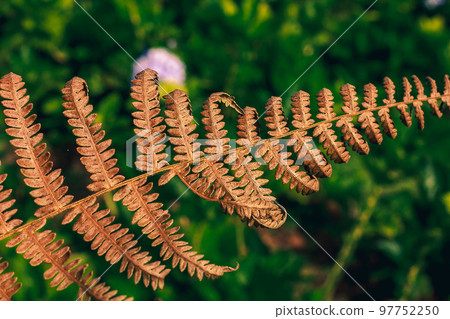 Dry leaves are brown in nature. Is an ornamental plant that is frequently found both in the home and in the garden 97752250