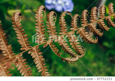 Dry leaves are brown in nature. Is an ornamental plant that is frequently found both in the home and in the garden 97752251