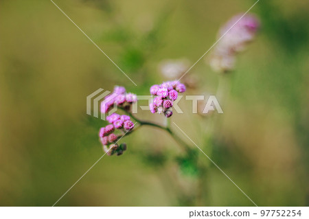 Pink grass flowers in nature, which is a kind of weed 97752254