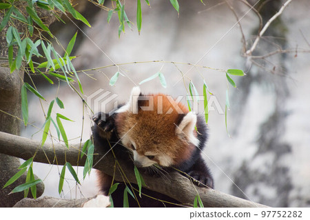 Redress Panda on a tree 97752282