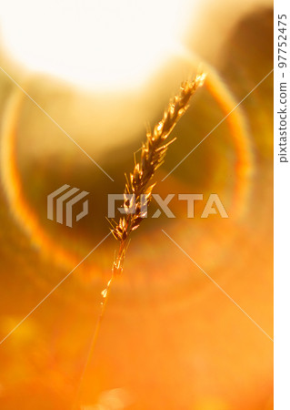 The silhouette of the grass and the sunrise in the morning 97752475
