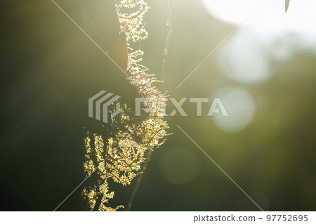 The sunrise light that shines on Moss on the tree 97752695