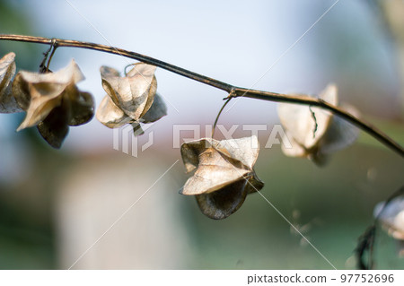 Physalis angulata is dry, another type of Thai herb that is found along the way. Physalis angulata is dry, another type of Thai herb that is found along the way. 97752696