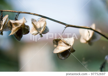 Physalis angulata is dry, another type of Thai herb that is found along the way. Physalis angulata is dry, another type of Thai herb that is found along the way. 97752697