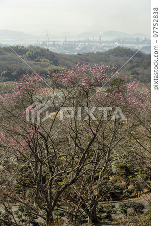 Spring Seed Matsuyama Spring Seed Matsuyama 97752838
