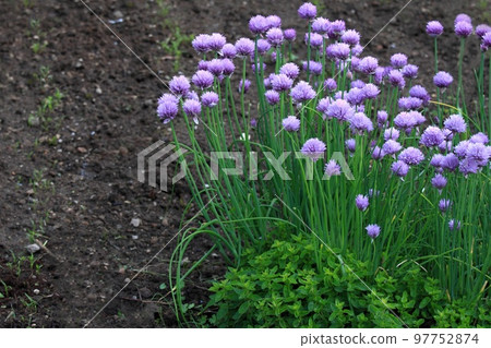Flowering chives, lat. Allium schoenoprasum, oregano and young carrot in permaculture garden 97752874