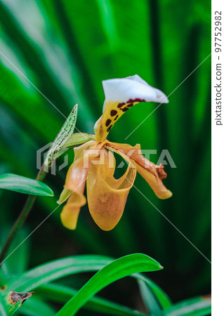 Paphiopedilum gratrixianum is an orchid in the genus Paphiopedilum. Found in Laos Paphiopedilum gratrixianum is an orchid in the genus Paphiopedilum. Found in Laos 97752982
