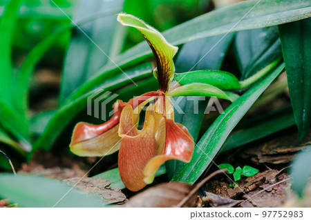 Paphiopedilum gratrixianum is an orchid in the genus Paphiopedilum. Found in Laos Paphiopedilum gratrixianum is an orchid in the genus Paphiopedilum. Found in Laos 97752983