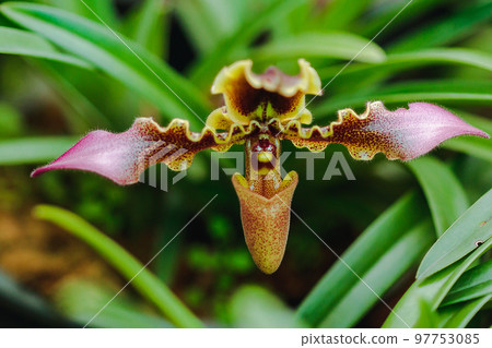 Paphiopedilum hirsutissimum Is a clay orchid Found in the crevices of the rocks or in the shade 97753085