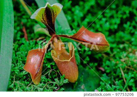 Paphiopedilum Common in Southeast Asia 97753206