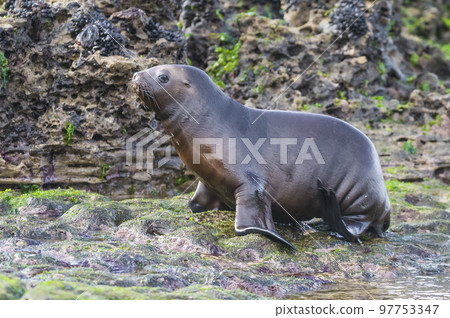 Sea Lion baby, Peninsula Valdes, Heritage Site, Patagonia, Argentina Sea Lion baby, Peninsula Valdes, Heritage Site, Patagonia, Argentina 97753347