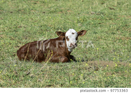 Cattle calf in Argentine countryside, La Pampa Province, Argentina. 97753363