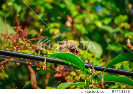 fulvetta (bird) on trees in Doi Inthanon National Park Thailand fulvetta (bird) on trees in Doi Inthanon National Park Thailand 97753388