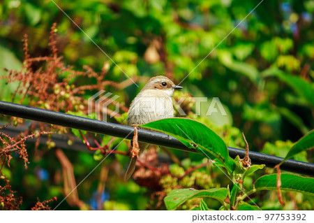 fulvetta (bird) on trees in Doi Inthanon National Park Thailand fulvetta (bird) on trees in Doi Inthanon National Park Thailand 97753392