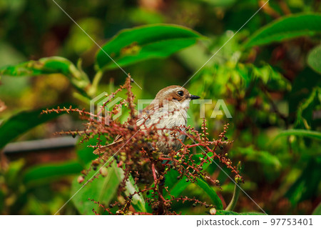 fulvetta (bird) on trees in Doi Inthanon National Park Thailand fulvetta (bird) on trees in Doi Inthanon National Park Thailand 97753401