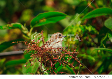fulvetta (bird) on trees in Doi Inthanon National Park Thailand fulvetta (bird) on trees in Doi Inthanon National Park Thailand 97753402