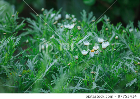 Thymophylia Tenuiloba is blooming in the morning. With both white and yellow flowers 97753414