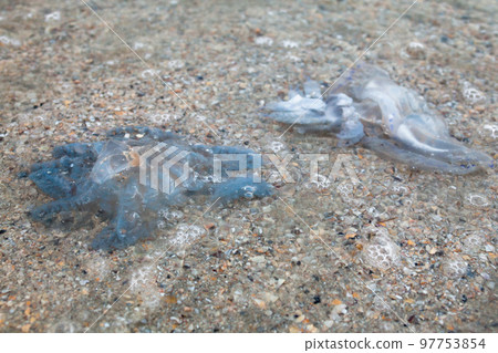 Dead jellyfish on the beach Dead jellyfish on the beach 97753854