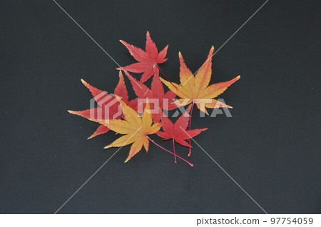 Autumn maple leaves 08 97754059