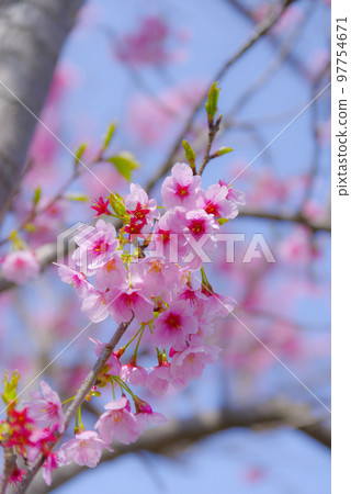 Yoko Sakura Izumi Akasaka 97754671