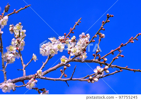 White plum blossoms early spring fine weather 97755245