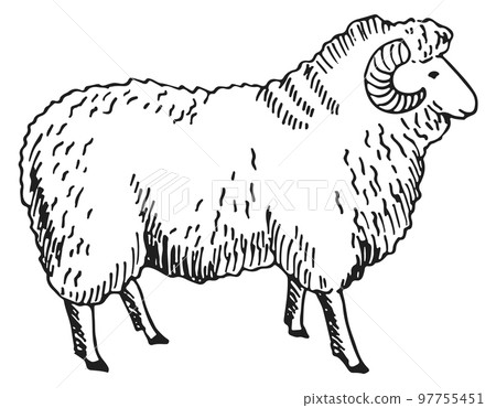 Ram sketch. Sheep drawing. Hand drawn animal Ram sketch. Sheep drawing. Hand drawn animal 97755451