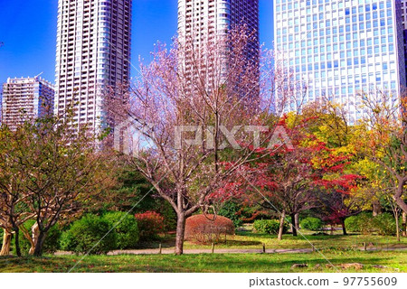 Hamarikyu Fuyuzakura Hamarikyu Fuyuzakura 97755609