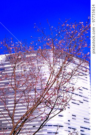 Hamarikyu Fuyuzakura 97755614