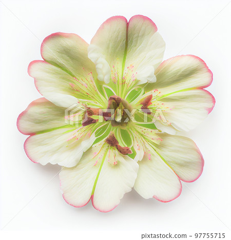 Top view a Apple blossom flower isolated on a white background, suitable for use on Valentine's Day cards Top view a Apple blossom flower isolated on a white background, suitable for use on Valentine's Day cards 97755715
