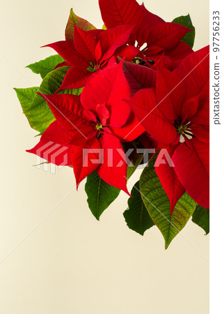 Christmas Poinsettia flower closeup 97756233