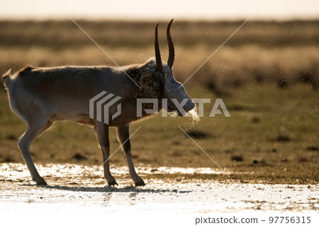 Saiga antelope or Saiga tatarica tosses in steppe near waterhole in winter 97756315