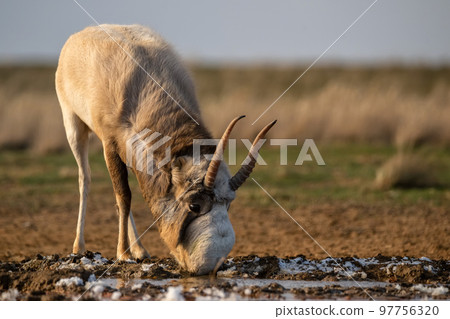 Saiga antelope or Saiga tatarica stands in steppe near waterhole in winter 97756320