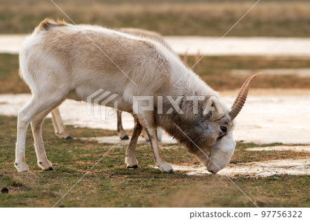 Saiga antelope or Saiga tatarica drinks in steppe near waterhole in winter 97756322
