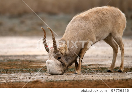 Saiga antelope or Saiga tatarica drinks in steppe near waterhole in winter Saiga antelope or Saiga tatarica drinks in steppe near waterhole in winter 97756326
