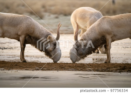 Saiga antelopes or Saiga tatarica fight in steppe near waterhole in winter Saiga antelopes or Saiga tatarica fight in steppe near waterhole in winter 97756334