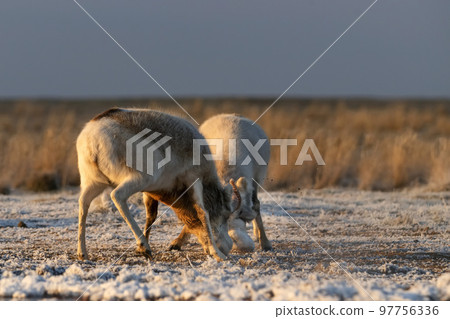 Saiga antelopes or Saiga tatarica fight in steppe near waterhole in winter 97756336