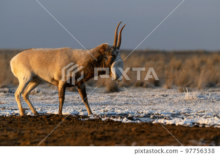 Saiga antelope or Saiga tatarica tosses in steppe near waterhole in winter 97756338