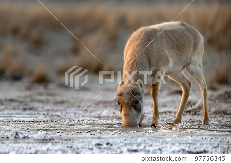Female saiga antelope or Saiga tatarica walks in steppe near waterhole in winter Female saiga antelope or Saiga tatarica walks in steppe near waterhole in winter 97756345