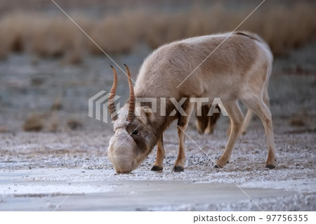 Saiga antelope or Saiga tatarica drinks in steppe near waterhole in winter 97756355