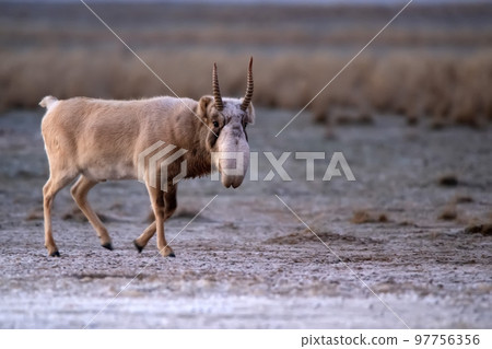 Saiga antelope or Saiga tatarica walks in steppe near waterhole in winter Saiga antelope or Saiga tatarica walks in steppe near waterhole in winter 97756356
