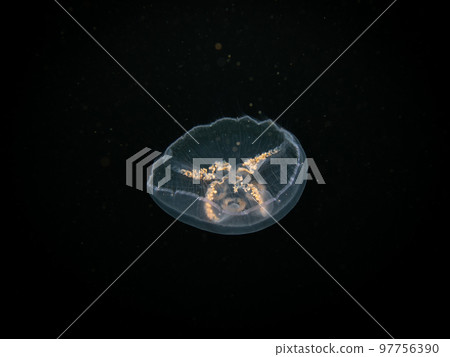A close-up picture of a Moon jellyfish or Aurelia aurita with black seawater background A close-up picture of a Moon jellyfish or Aurelia aurita with black seawater background 97756390